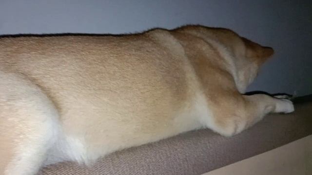 Занимаем полки кота)