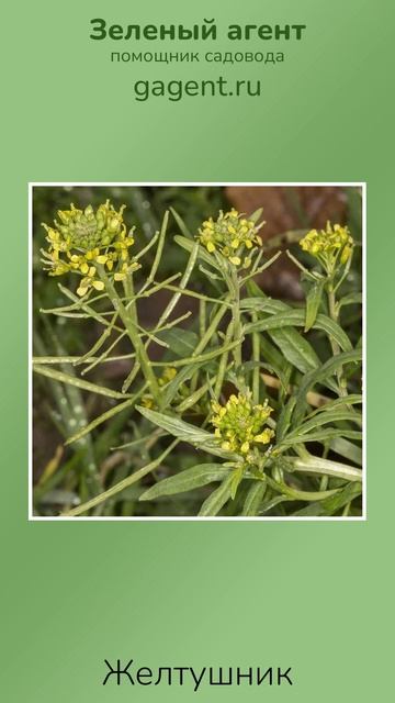 Желтушник - Зеленый Агент