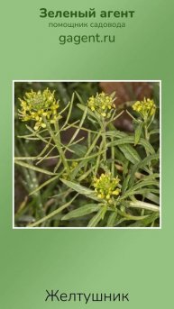 Желтушник - Зеленый Агент