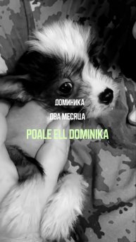 Доминика. Китайская хохлатая собака.