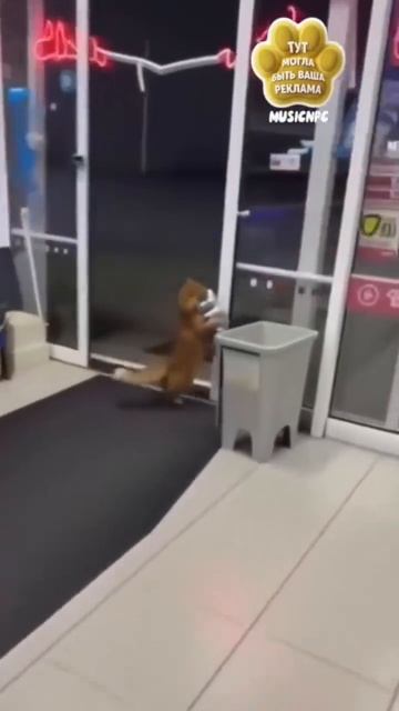 Идеальный кот.Видео создано нейросетью.