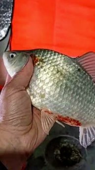 УЕЛГИ.Карась-Монстр с Лунки.Было классно,надо повторить