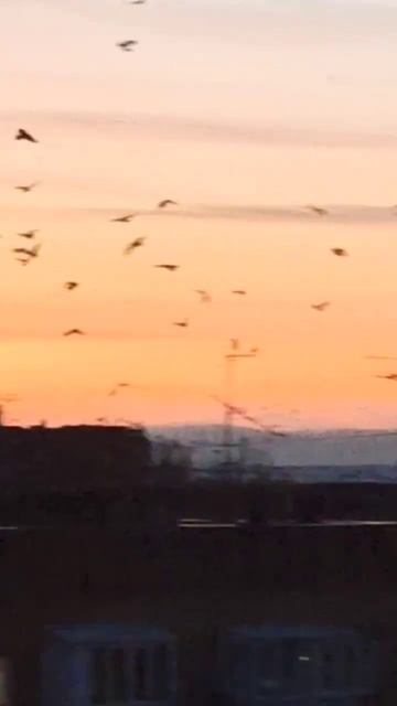 Зимовка ворон в Самаре #психологТатьянаОвчинникова #психологонлайн #жизнь #удивительное #природа