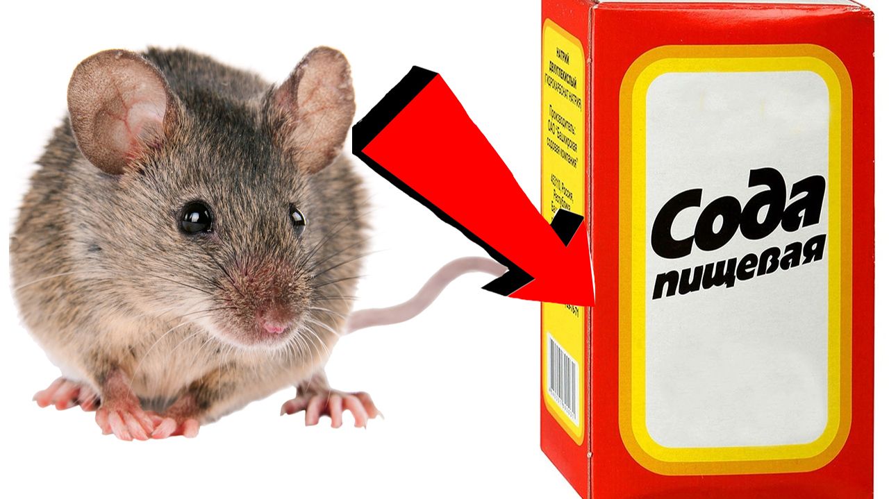 Как избавиться от мышей и крыс навсегда За 1 минуту...
