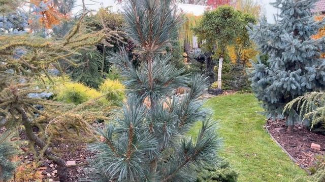 Pinus peuce Glauca Compacta
