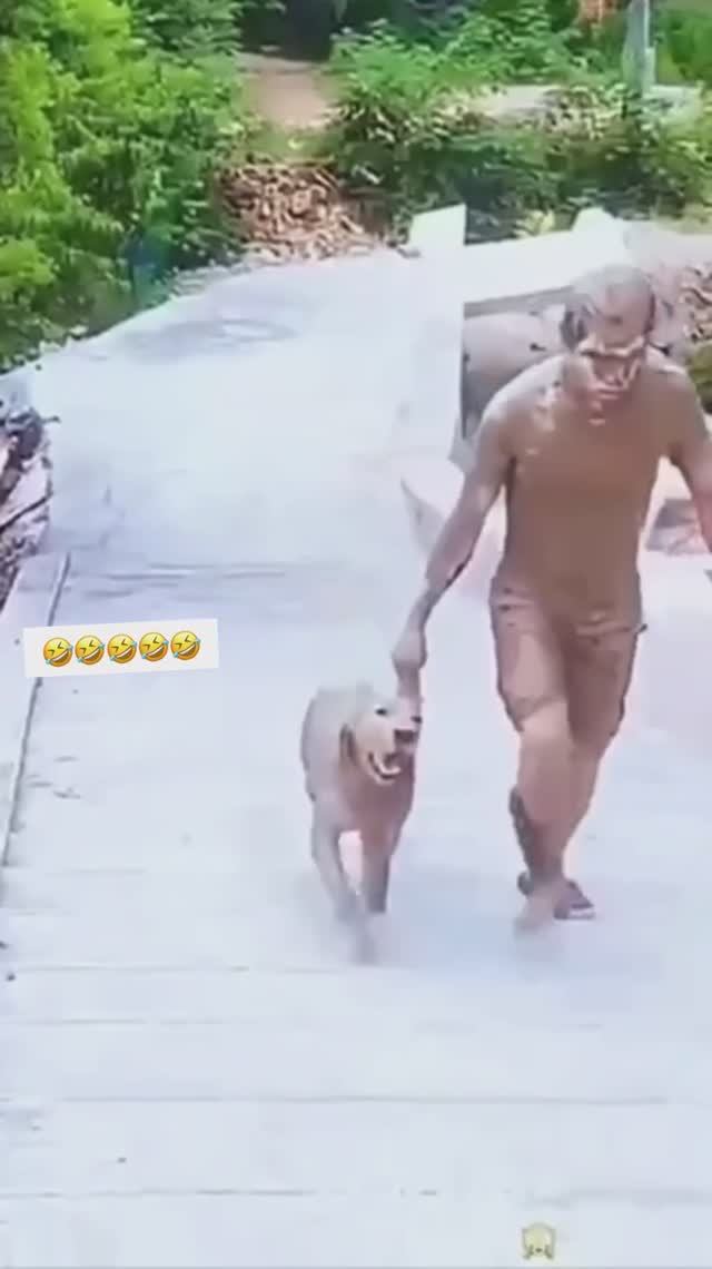 Ничто не бодрит так, как прогулка с собакой