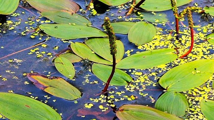 Лещ 1.45 м. 3.18 м. 8.55 м. 9.05 м. Голавль 2.35 м. 4.45 м. Красноперка 5.35 м. Окунь 5.40 мин.