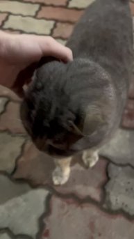 Вы тоже тащите всю живность с улицы домой?