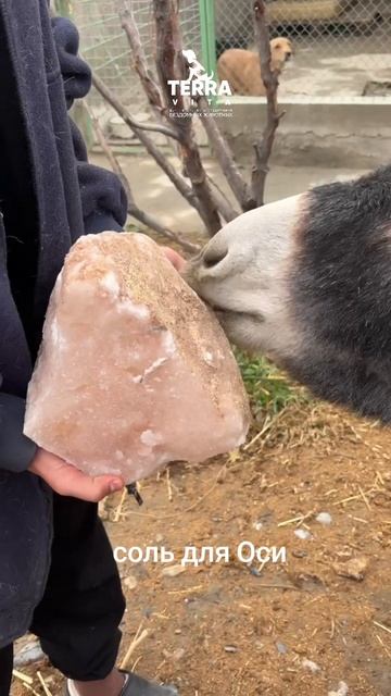 соль для Оси