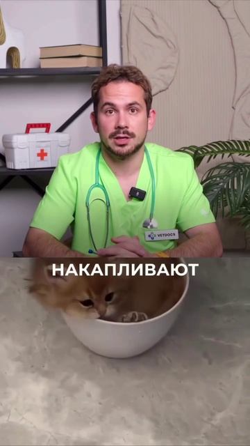 Ароматические свечи и благовония убивают ваших домашних пушистиков - ветеринары Диффузоры с эфирны