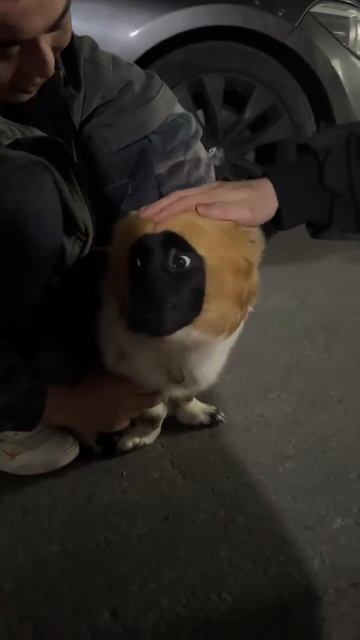 Какой окрас