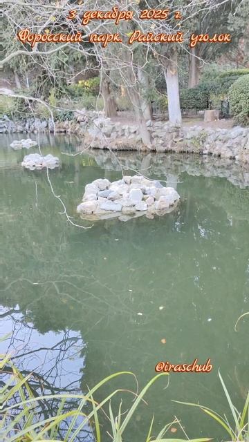 3 декабря 2025 г. Форосский парк. Райский уголок #крым #ялта #ялта2025 #форос #форосскийпарк