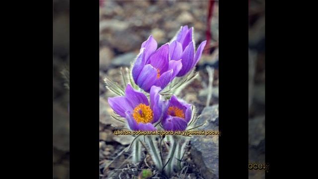 Сон-трава. Прострел.