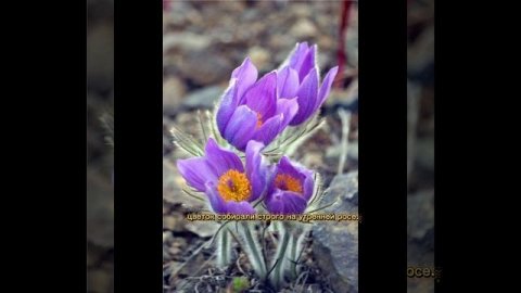 Сон-трава. Прострел.