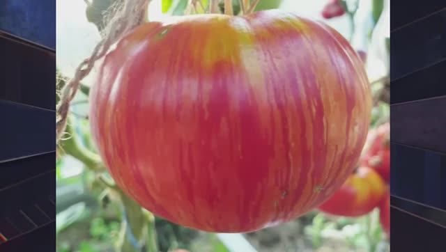 Каталог томатов на 2026 год. Часть 9.  СКИДКИ на СЕМЕНА!  г. Киров  т. 89229284031