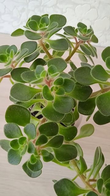 Так растет комнатное растение Аихризон дерево любви