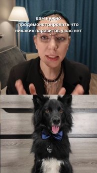 Псинотерапевт: дали глистогонку