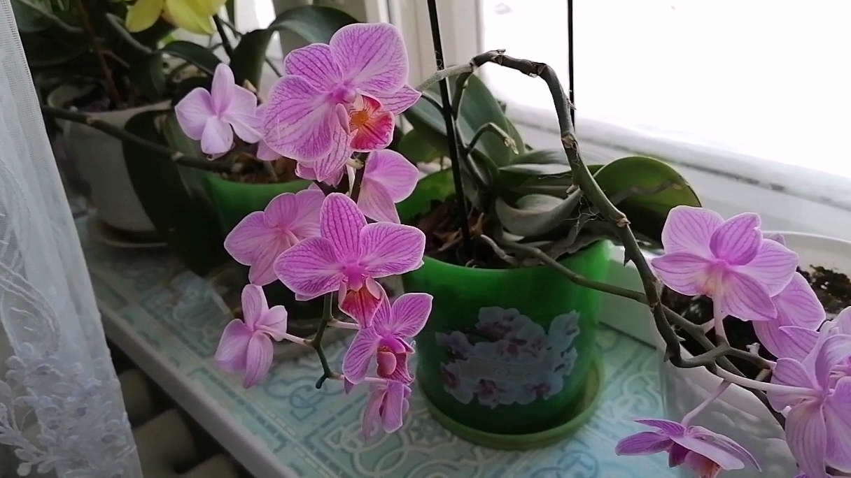 На окне моем цветы цветут, за окном иороз минус 30.