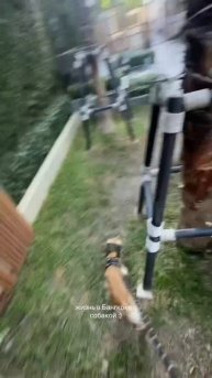 #бангкок #vlog #влог #тайланд #жизньвтайланде #жизньссобакой #кокерспаниель