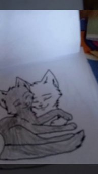 Коты воители раскраска Голубка и Когтезвезд