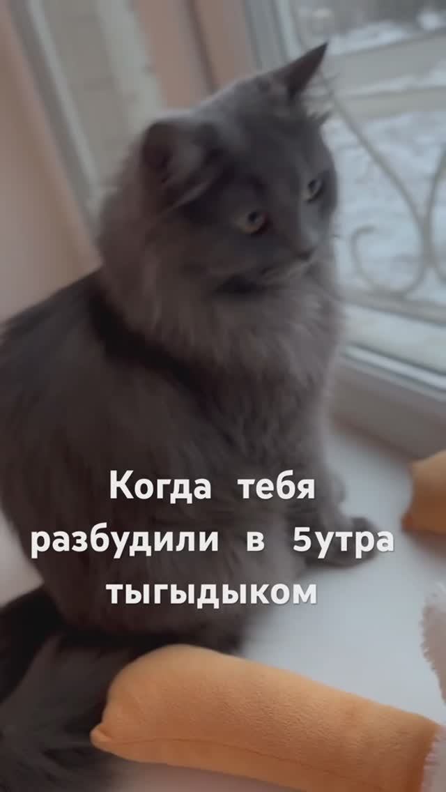 извините за беспокойство