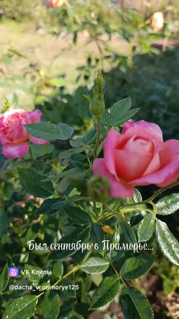 Розы в моем саду 💝