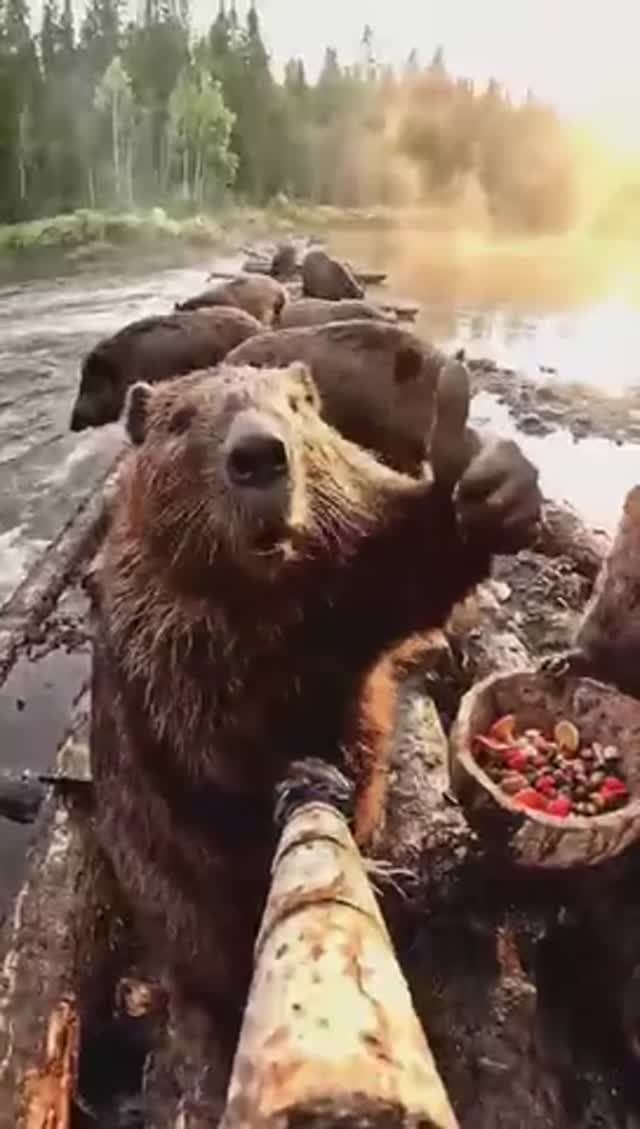 Бобры на стройке