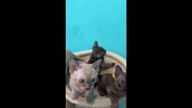 Котята питомника кошек БЬЮТИФУЛ МАУ