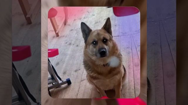 1000042480.mp4 (Собака наблюдает за лайфхаками при строительстве дома А-фрейм)