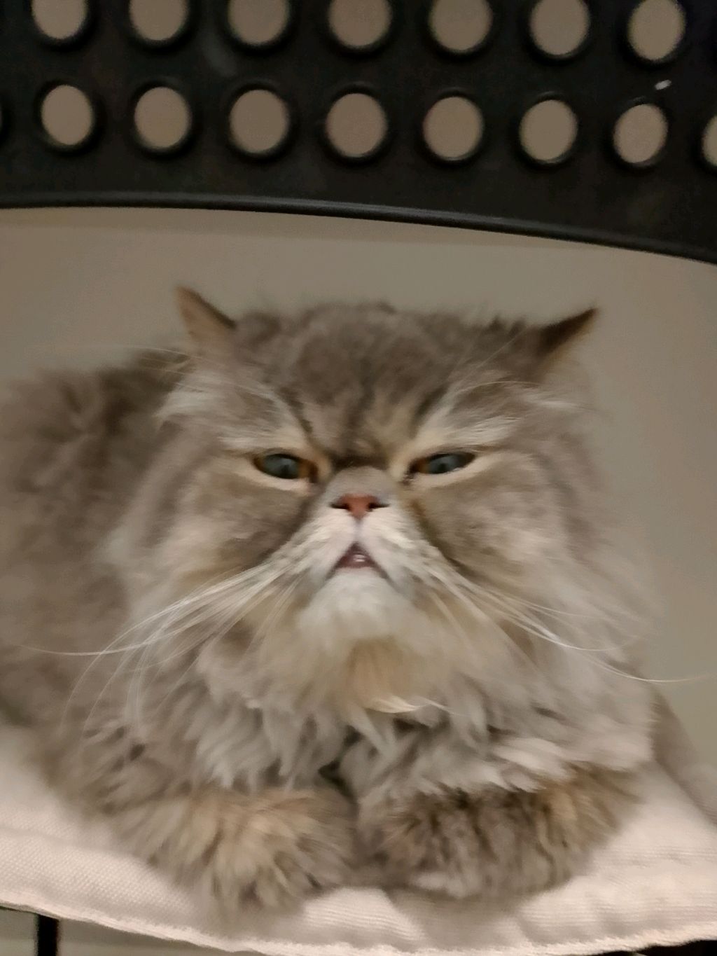 сидим с чатиком