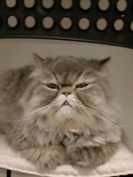 сидим с чатиком