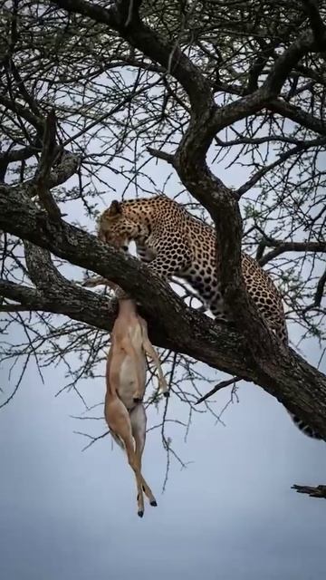 Хищник и добыча [ai]