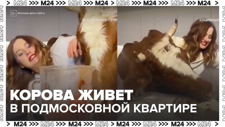 Жительница Подмосковья поселила в доме корову - Москва 24