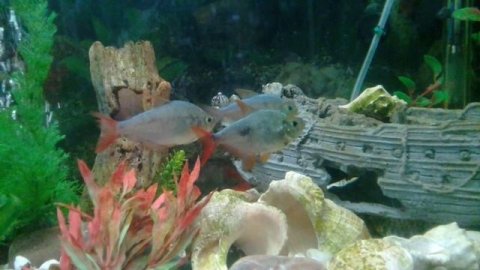 Колумбийские Тетры-Сестрички