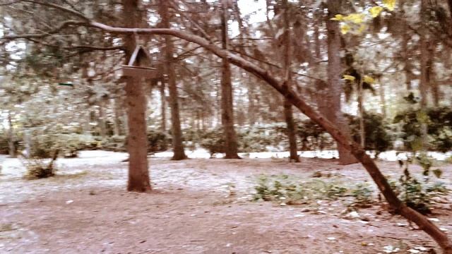 20250928 Прогулка по дендрарию