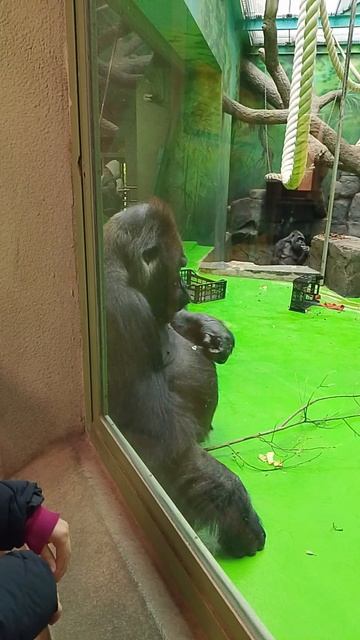 Шимпанзе,любовь с первого взгляда/ Московский зоопарк ( лето 2025 год )