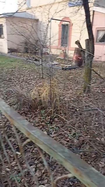 Сиреноголовый с длинной шеей в моём районе