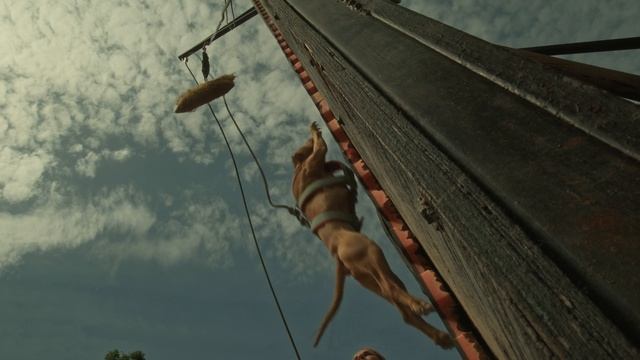 Репортах с dogwille2025 ( прыжковое многоборье среди собак )