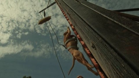 Репортах с dogwille2025 ( прыжковое многоборье среди собак )