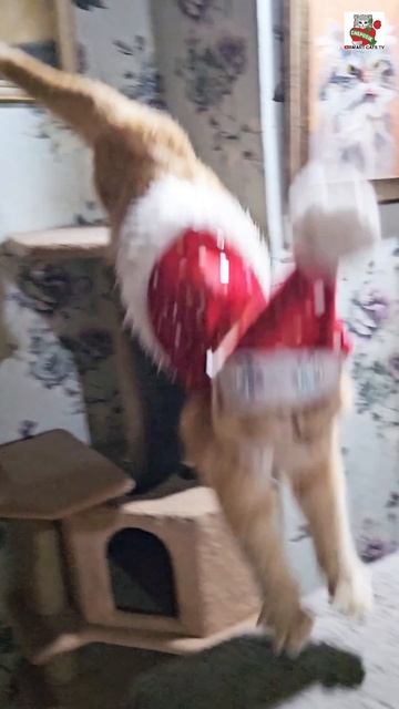 Ждать уже недолго 🌜❤️🎄🎁🎅