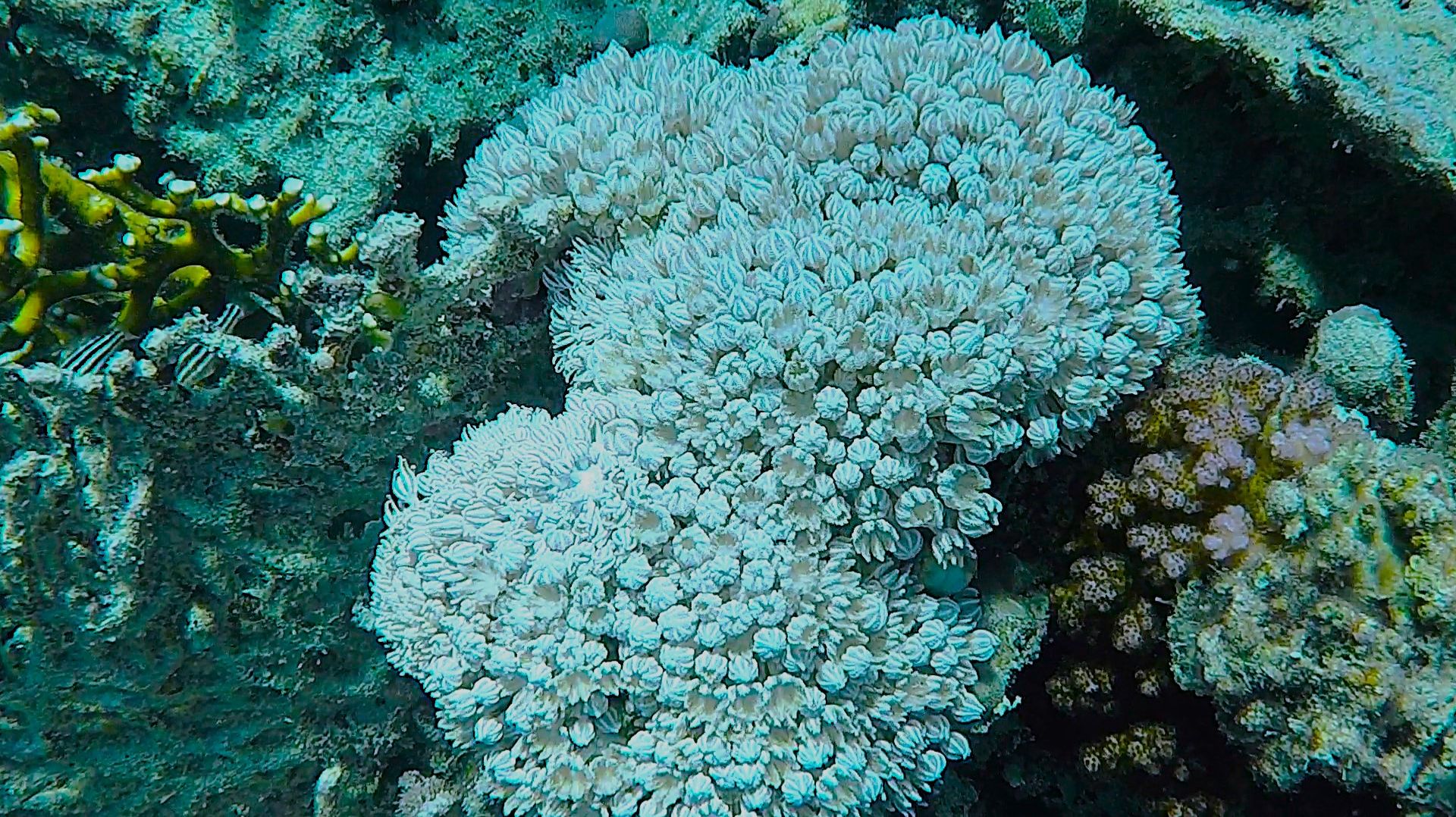 Shoni Bay Marsa Alam 2025