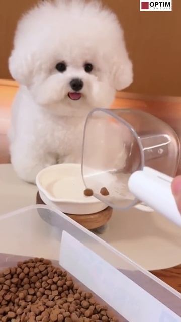 Это не взгляд - это ОСКАР!!! #собака #человек #люди #доброта #юмор #жизнь #животные