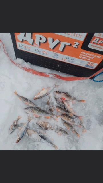 Открытие зимней рыбалки🎣 Первый лед 2025-2026 открыт! Ловля Окуня на мормышку с мотылем🎣