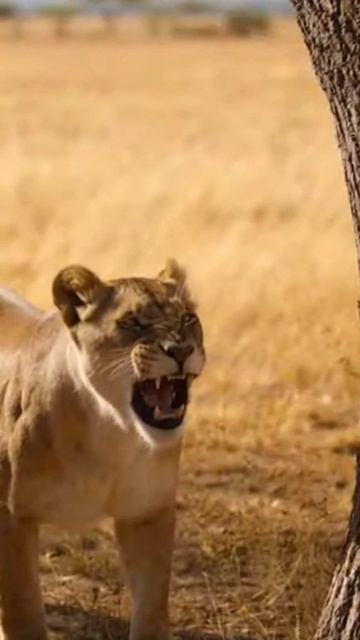 Защита 🐒🐵