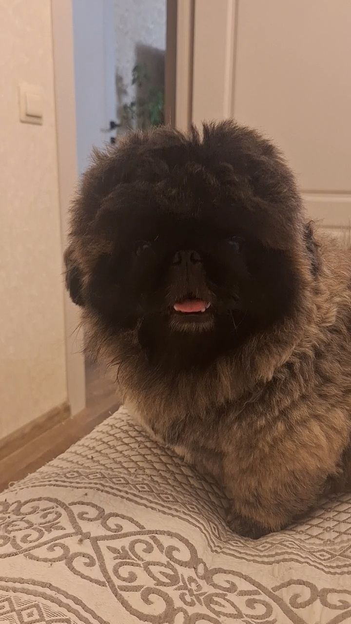 Пекинес Дендик охранник