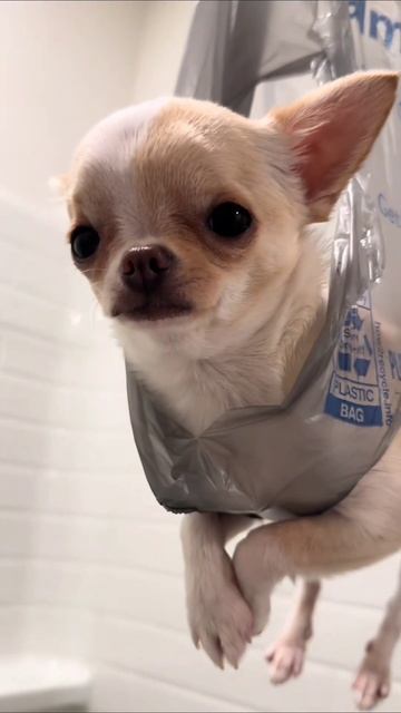 #приколы #юмор #прикол #смешно #собаки #собака #щенок #щенки #топ #топчик #роликдня #видеодня #лучше