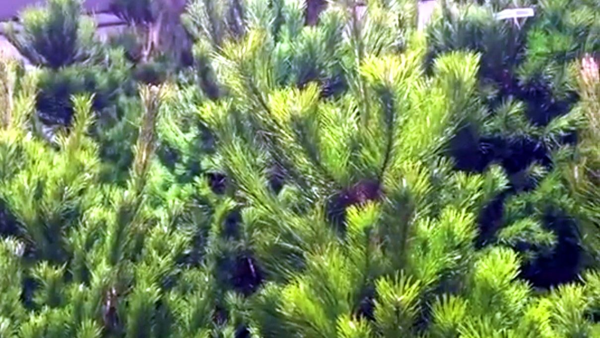 Живая или искусственная? Выбираем елочку к празднику!