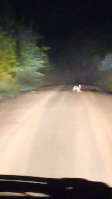 ночная проездка ссылка в описании ⬇️