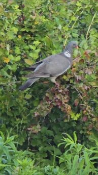 Горлица прилетела клевать ягоды. #птицы #птица #природа #ягоды #огород