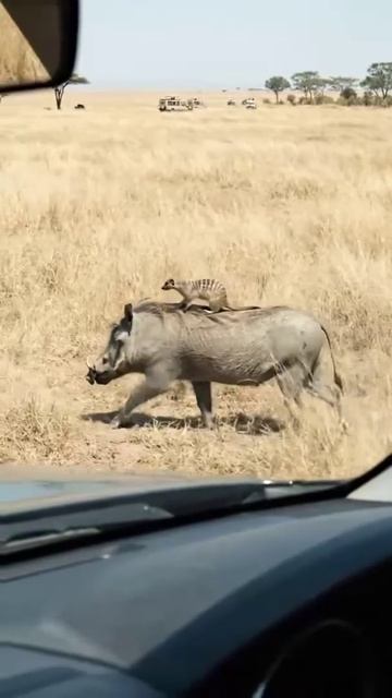 Тимон и Пумба